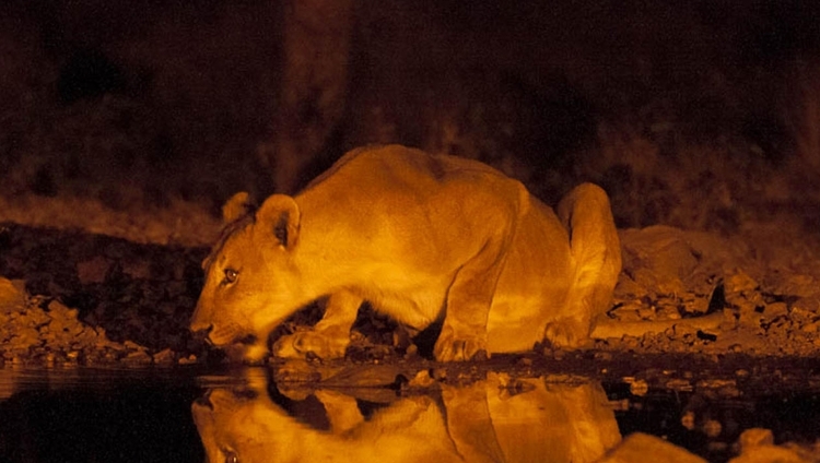 Ongava Tented Camp - Löwe